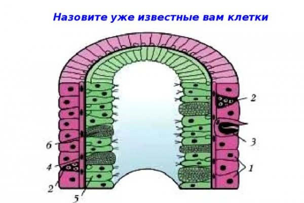 Kraken как найти ссылку