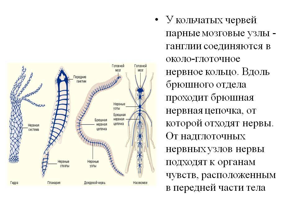 Кракен нар